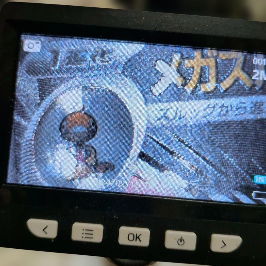 メガズルズキンex MA MEGA ハイクラスパック MEGAドリームex 2…