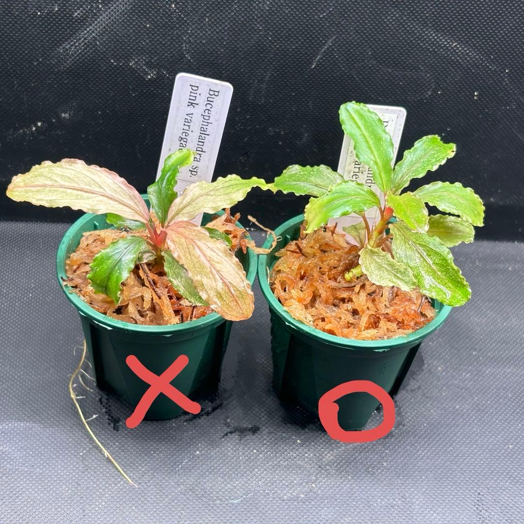 み*！様 Bucephalandra sp. pink variegata