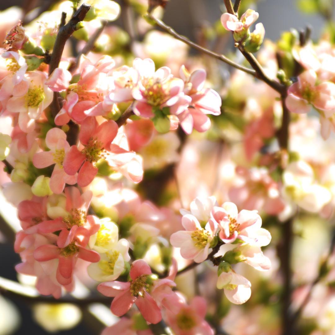 大三元★Nikon ED AF NIKKOR 80-200mm 1:2.8★
