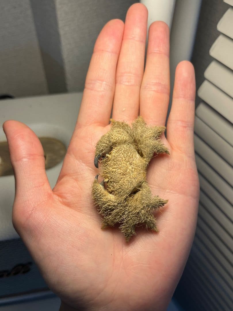 【有毒蟹標本】ケブカガニ 蟹甲殻類エビ蝦蛄タランチュラワラジムシグソクムシダンゴ