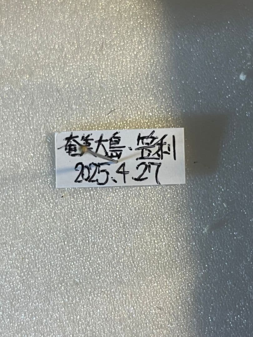 【有毒蟹標本】ケブカガニ 蟹甲殻類エビ蝦蛄タランチュラワラジムシグソクムシダンゴ