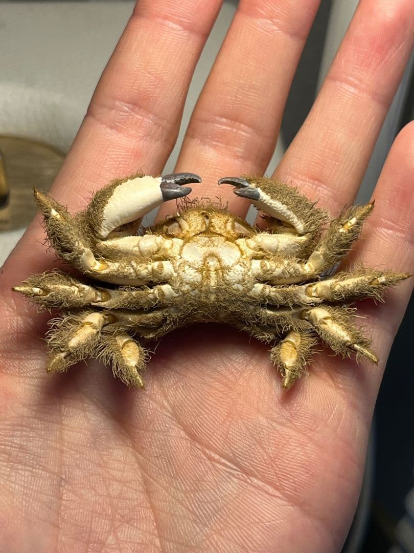 【有毒蟹標本】ケブカガニ 蟹甲殻類エビ蝦蛄タランチュラワラジムシグソクムシダンゴ