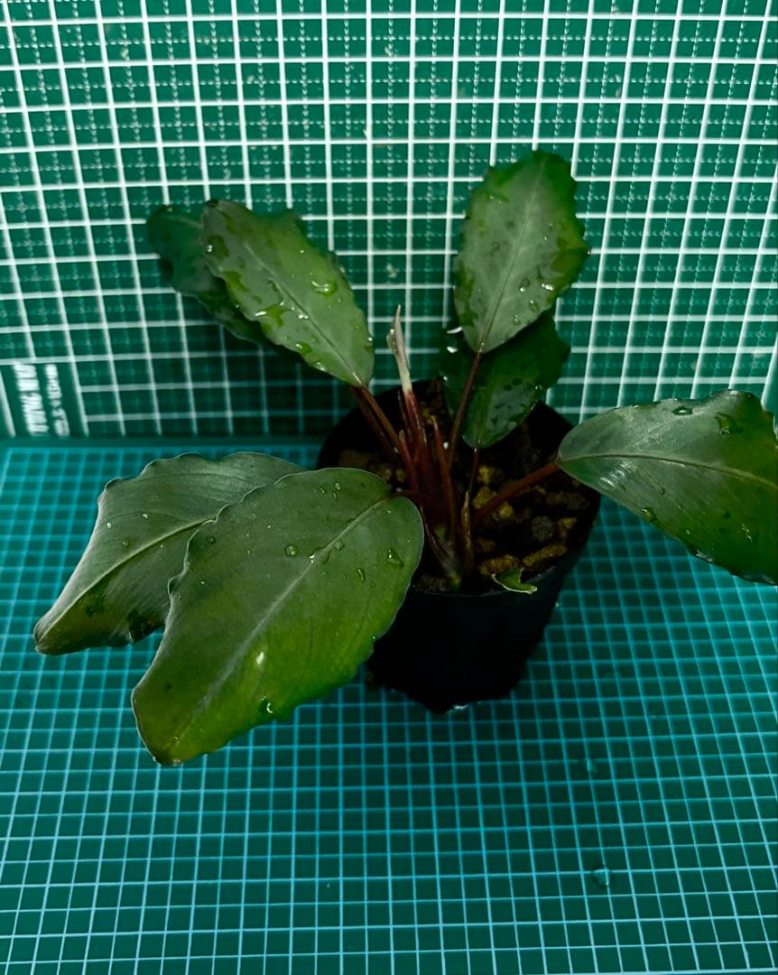 Bucephalandra cf.\"Motleyana Serian” 2010