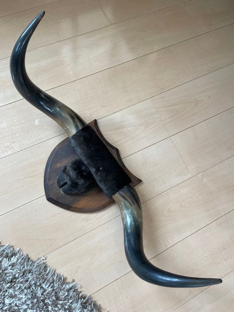牛の角の壁飾り 木製ベース