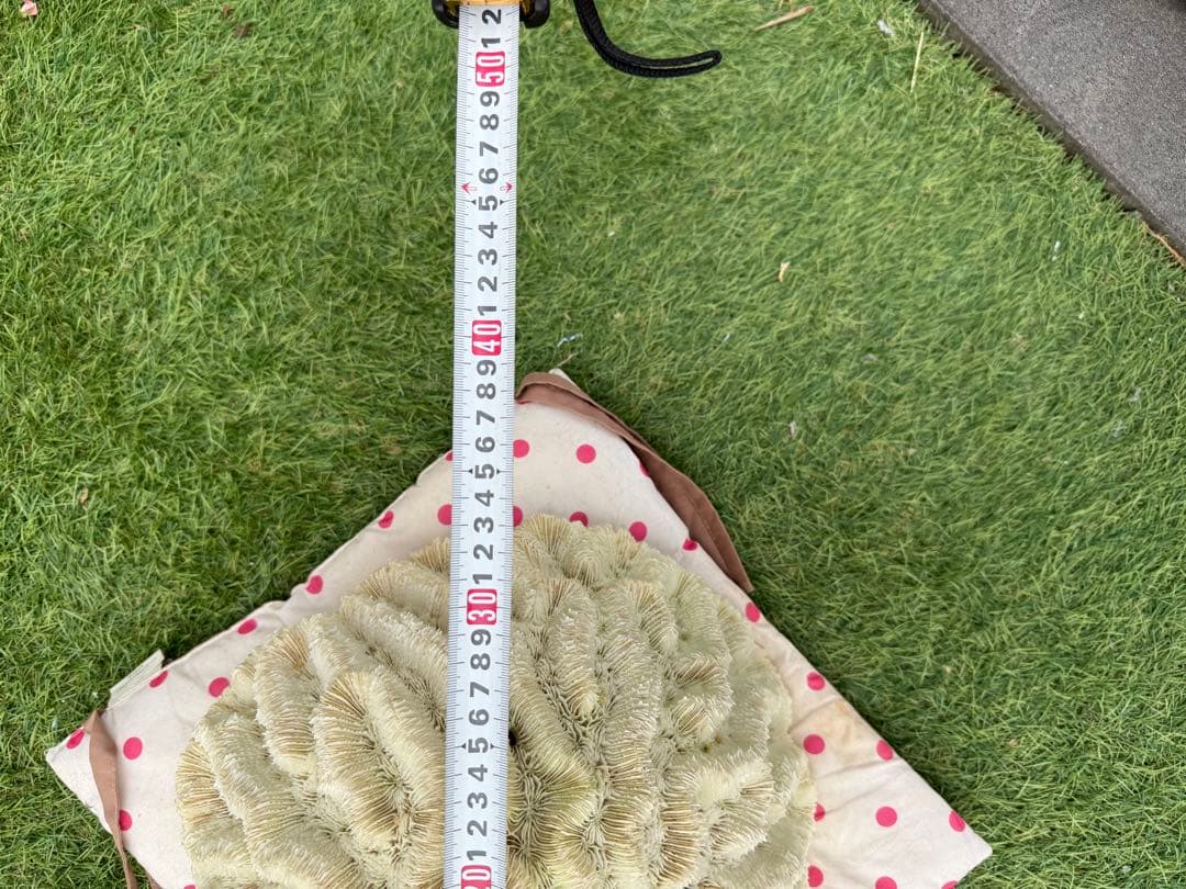 白珊瑚　塊状　特大