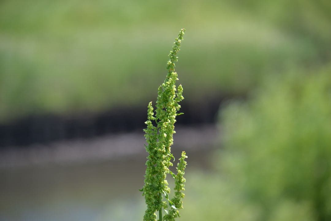 Nikon ニコン D3100 望遠レンズキット