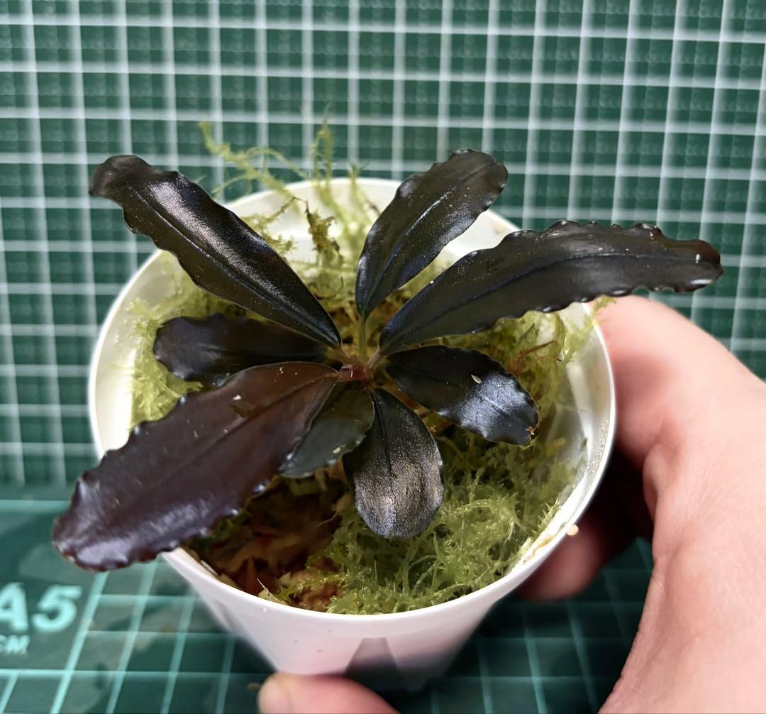 Bucephalandra sp. sp.purple 2020 カミハタ
