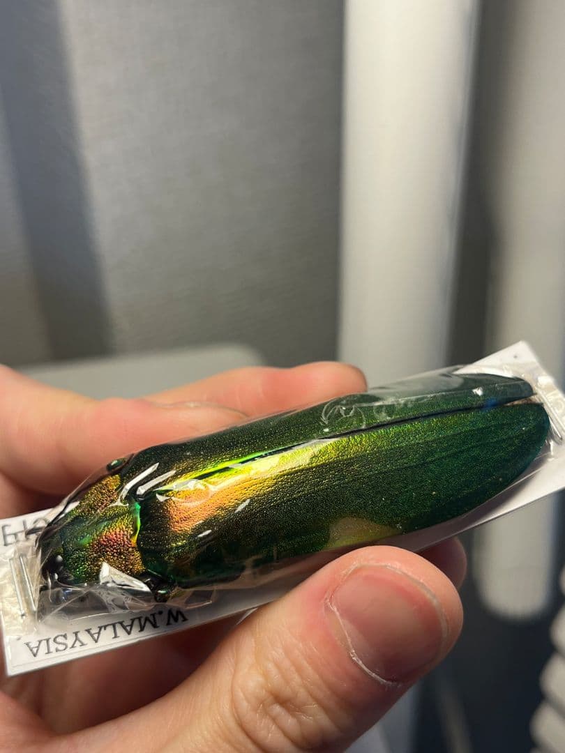 【玉虫最大種】ムモンオオルリタマムシ 標本 スハンダエプラチナコガネコブハムシ
