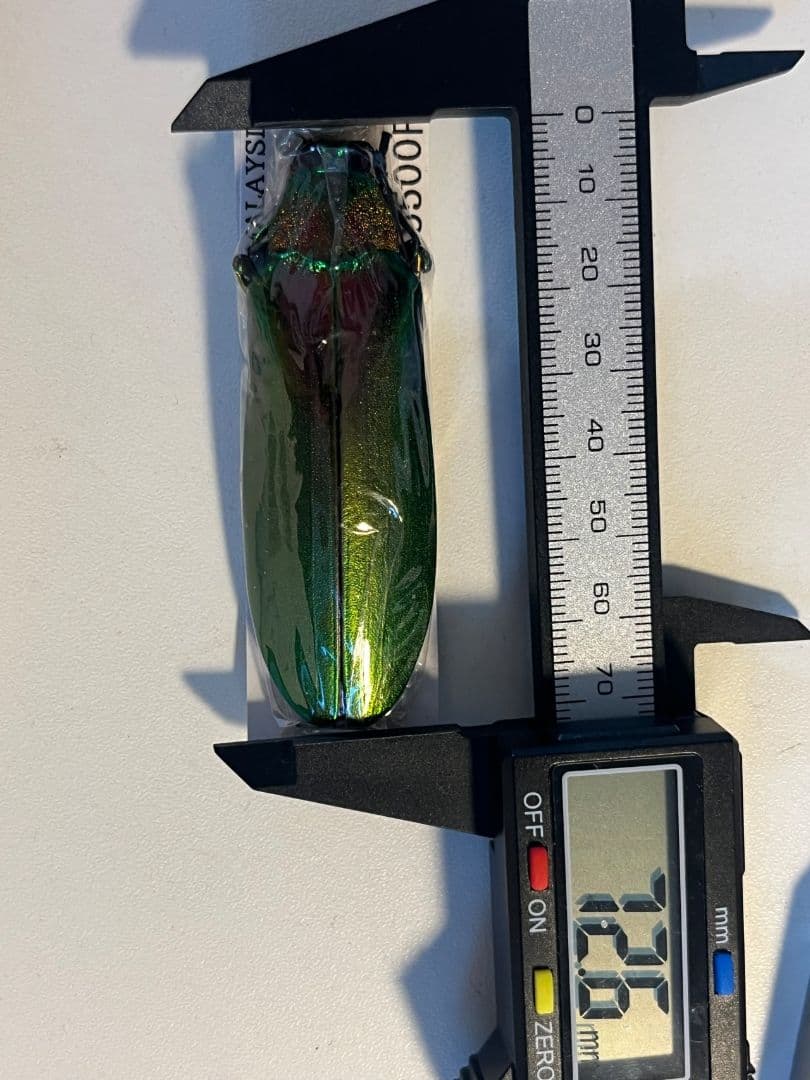 【玉虫最大種】ムモンオオルリタマムシ 標本 スハンダエプラチナコガネコブハムシ