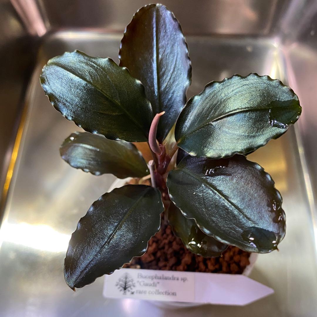 Bucephalandra sp. Gaudi ブセファランドラ ガウディ