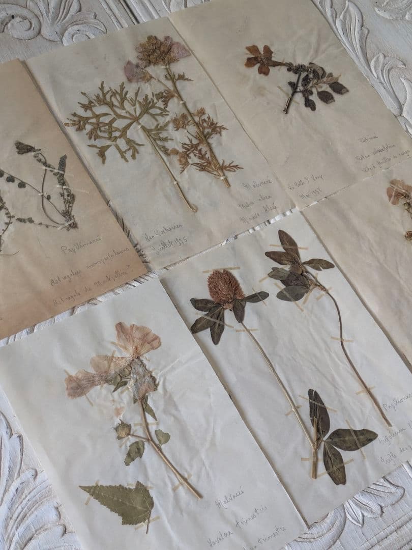 植物標本B　ドイツアンティーク　押し花/ボタニカルフランスドライフラワー洋書