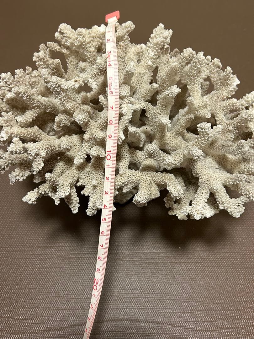 珊瑚礁化石　天然　白珊瑚