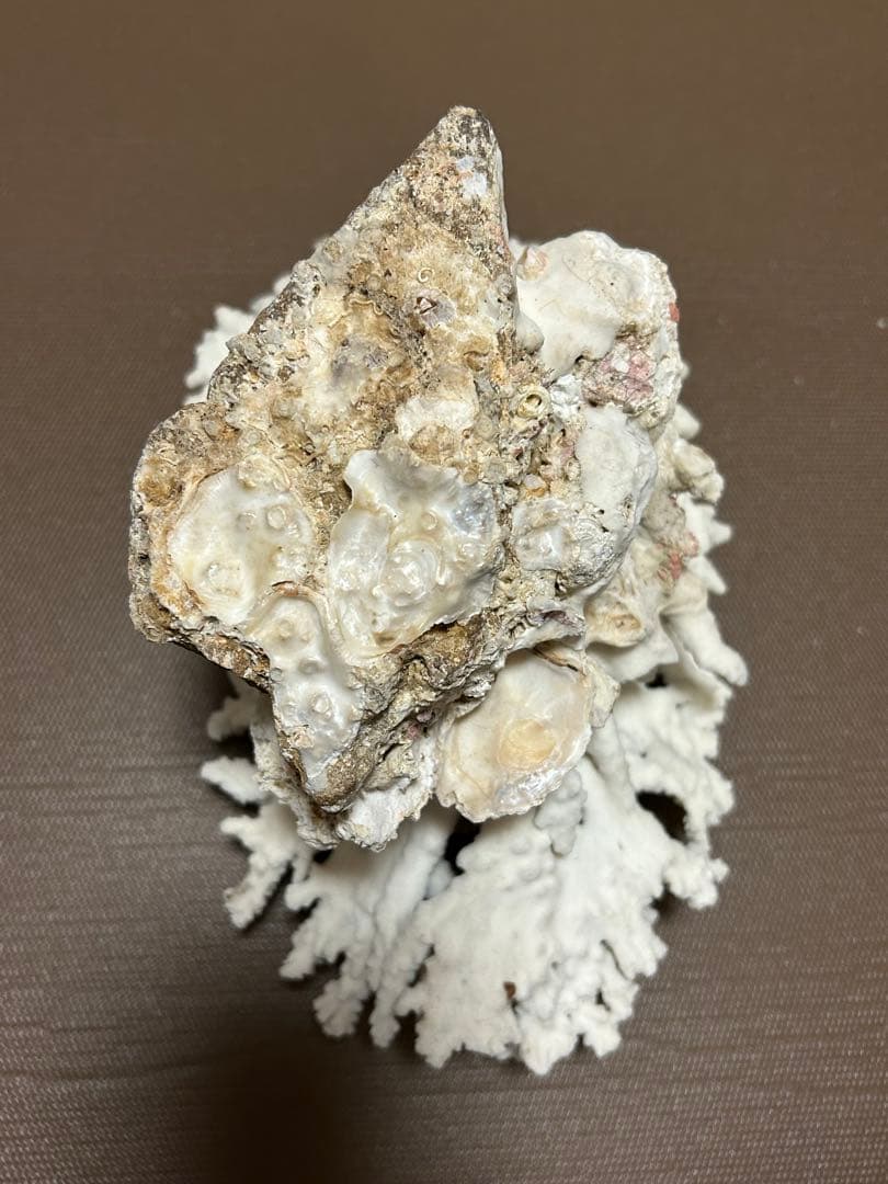 珊瑚礁化石　天然　白珊瑚