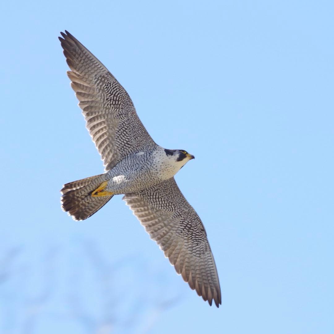 PENTAX DA★300mm F4 ED [IF] SDM Kマウント 超望遠