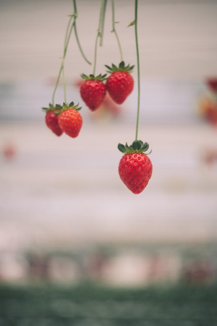 虹のかかる癖玉！Leica Summar 50mm F2 オールドレンズ