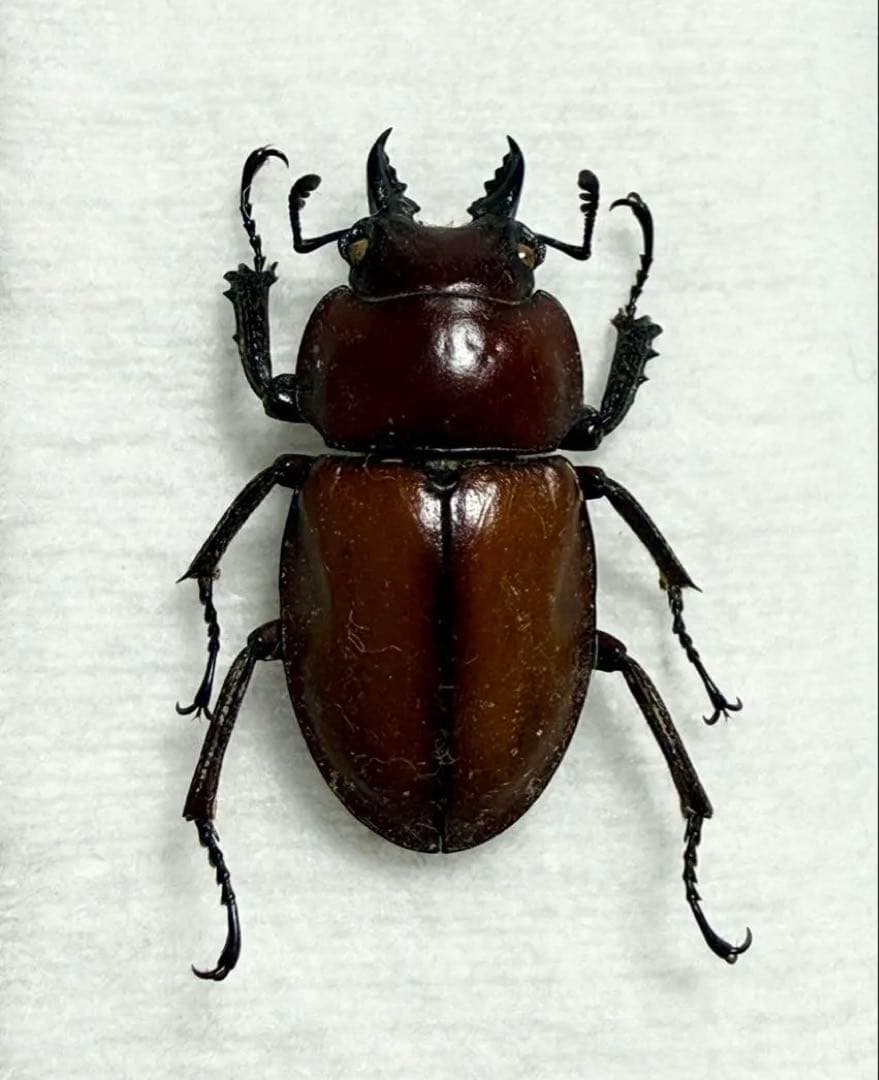 西表島産 チャイロマルバネクワガタ 規制前採集個体 野外品 23mm