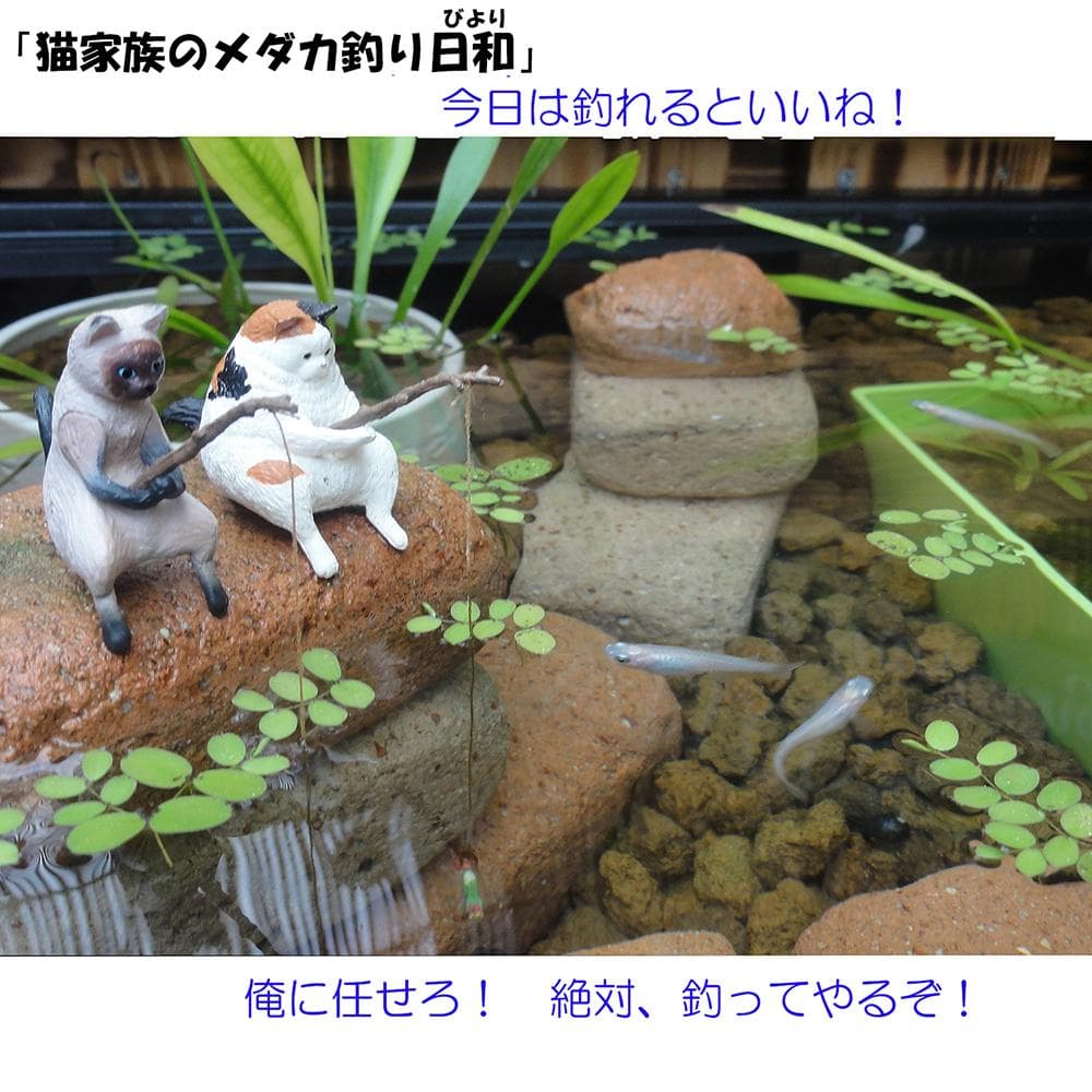 高さの有るビオトープ 80L　トロ舟＆木枠セット（3D防鳥網付き・棚付き）