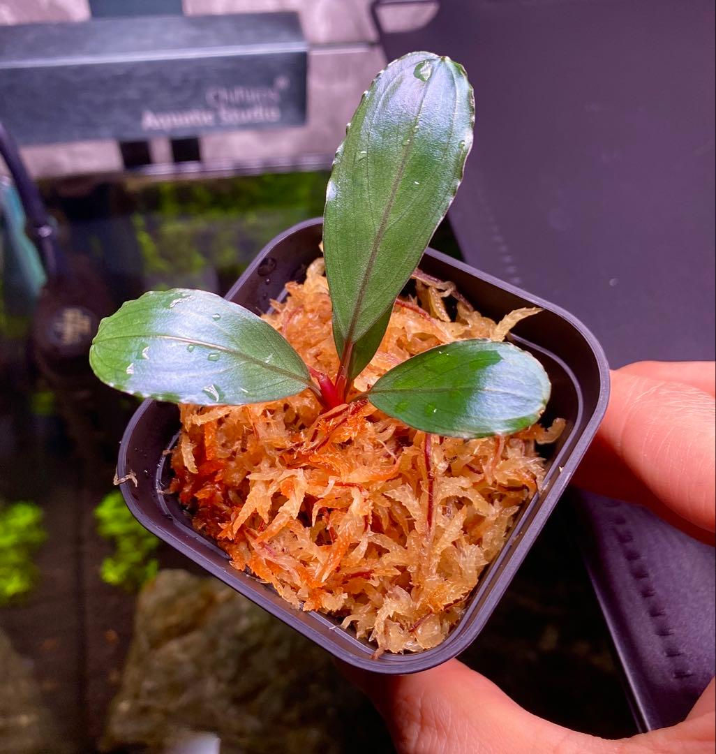 Bucephalandra sp. ″Serawai2″ Sintang TB便