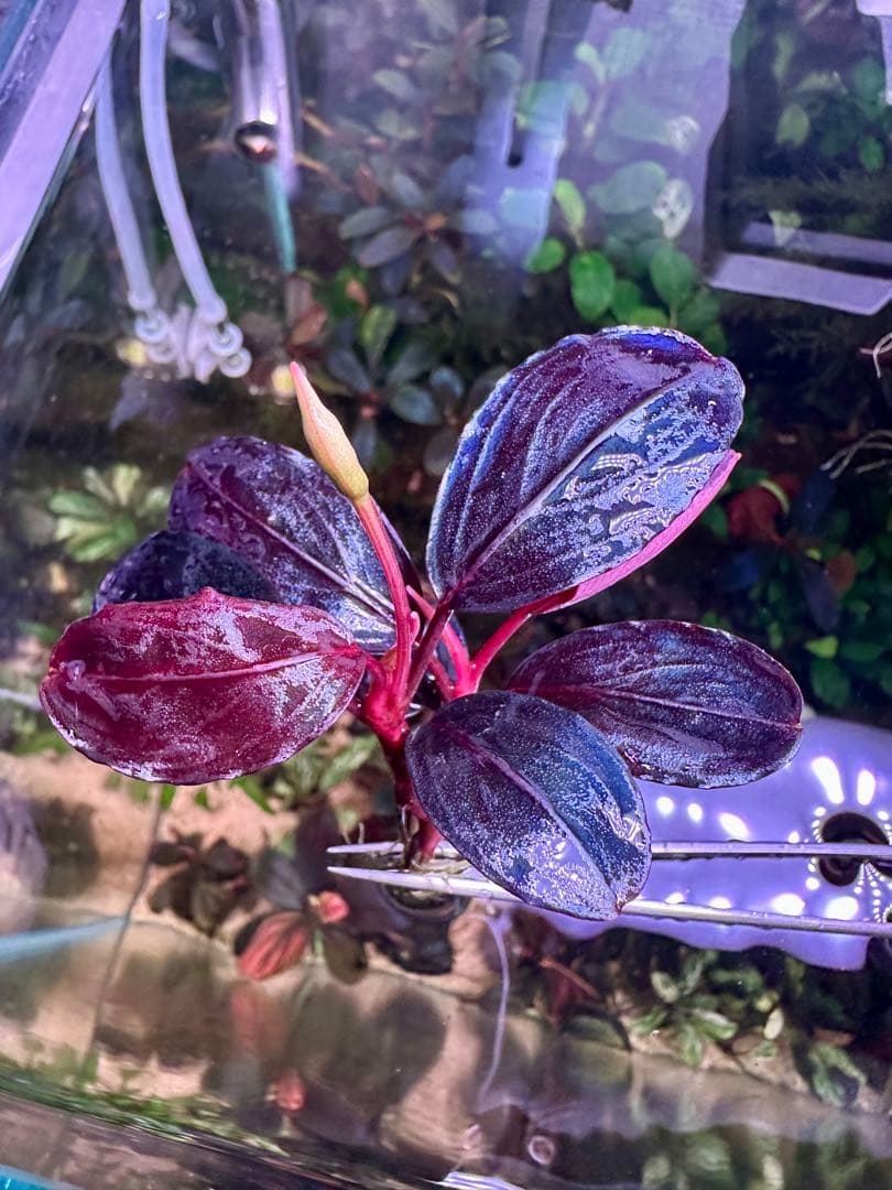 ブセファランドラsp. シラット・サークル　2株