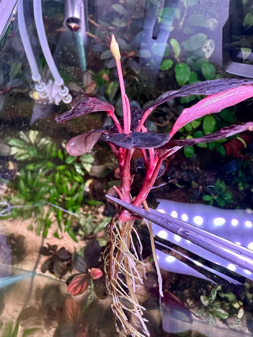 ブセファランドラsp. シラット・サークル　2株