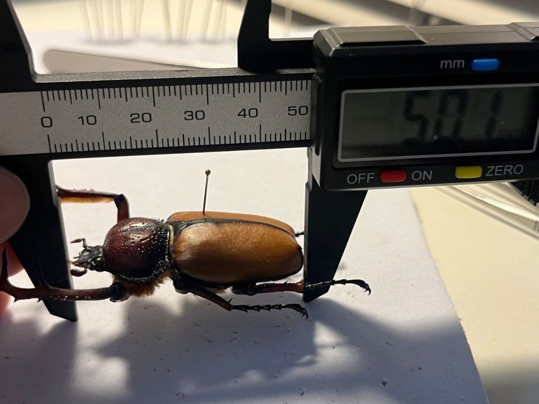 【49mm♂】ダビディヒメテナガコガネ 標本テナガカミキリ昆虫標本 甲虫