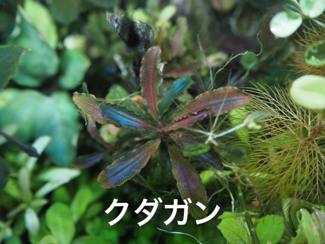 Bucephalandra sp. Ghost Kalimantan（専用）