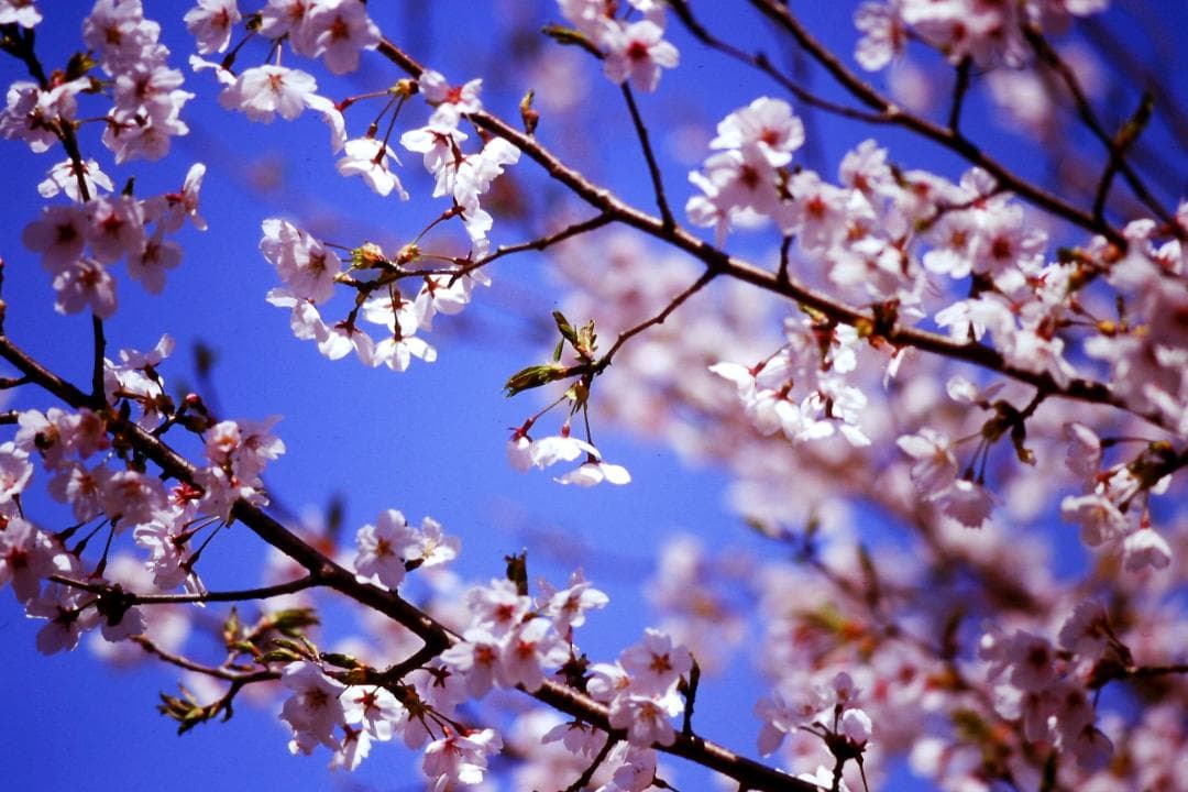 nikon FM10 レンズキット　レンズ３本　単焦点　ズーム 作例あり