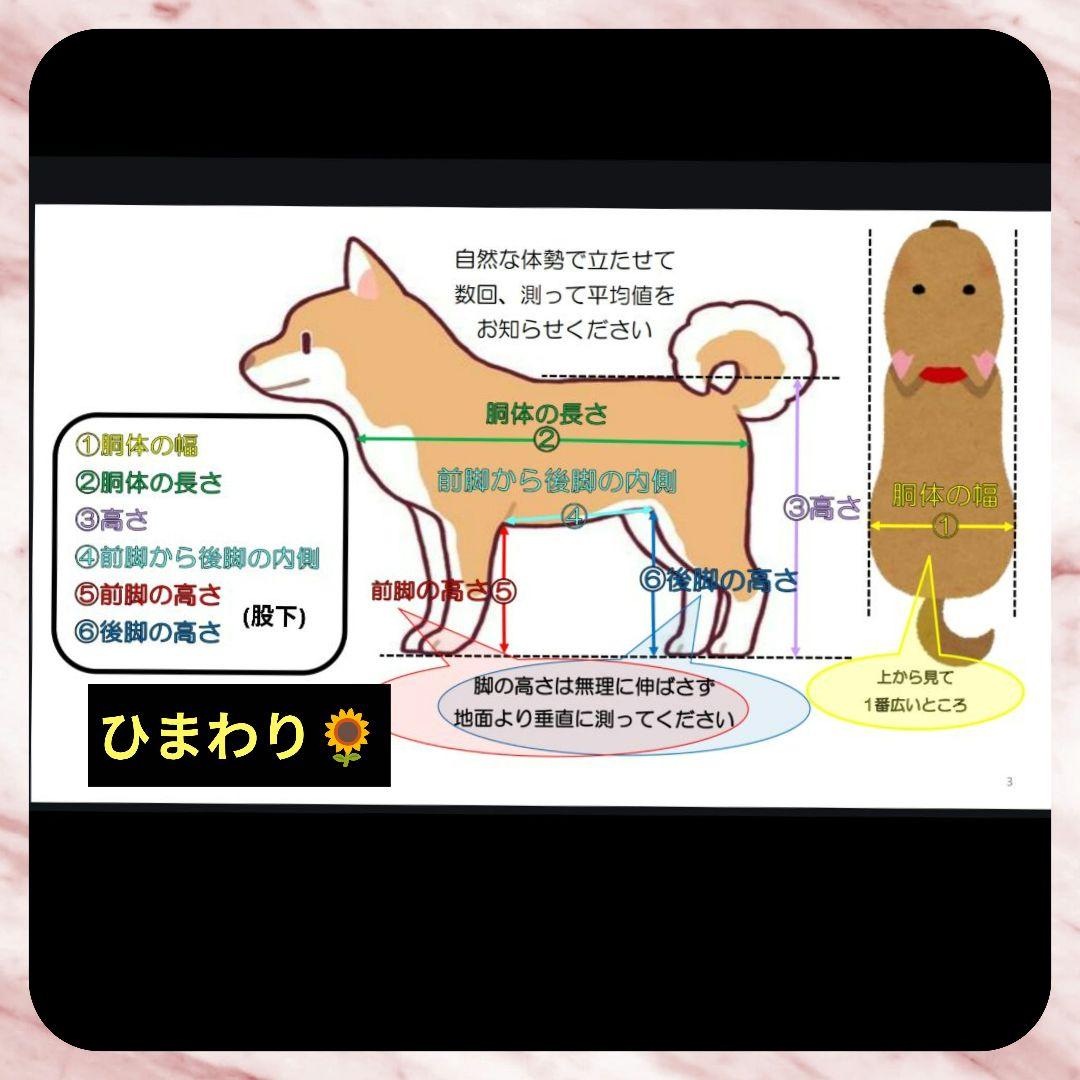 ワンちゃん4輪　リハビリ　食事補助　犬用車椅子　M.ダックス等 犬の歩行器