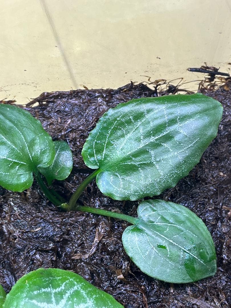 水草 Cryptocoryne sp. philippines Min-2