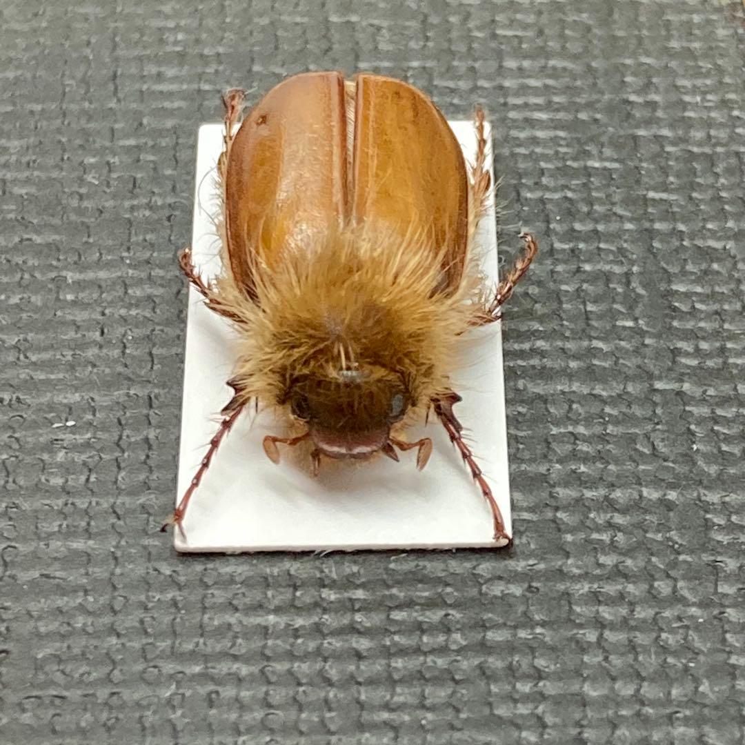 立派な立て髪を持つライオンコガネ【標本】