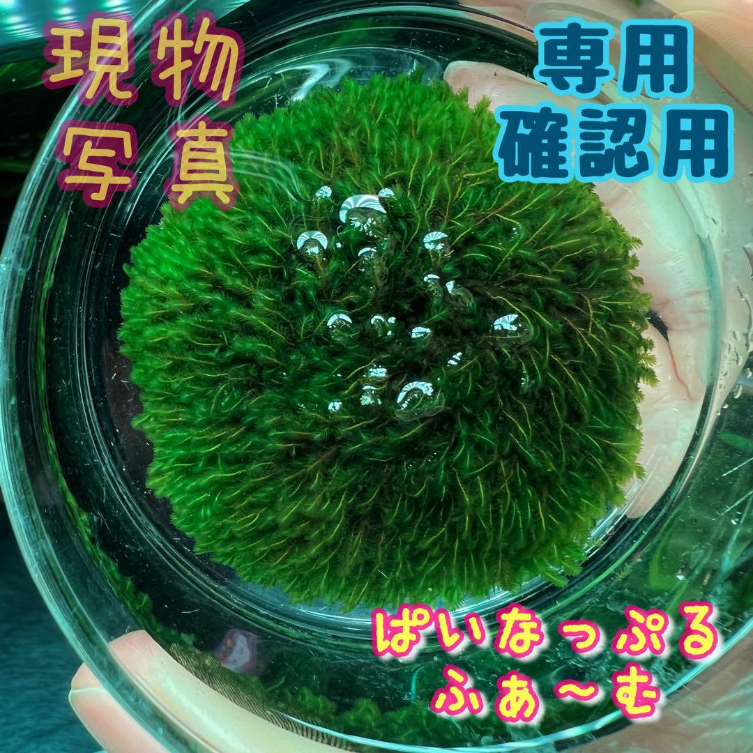 【専用・確認用】ベルベットモス2つ