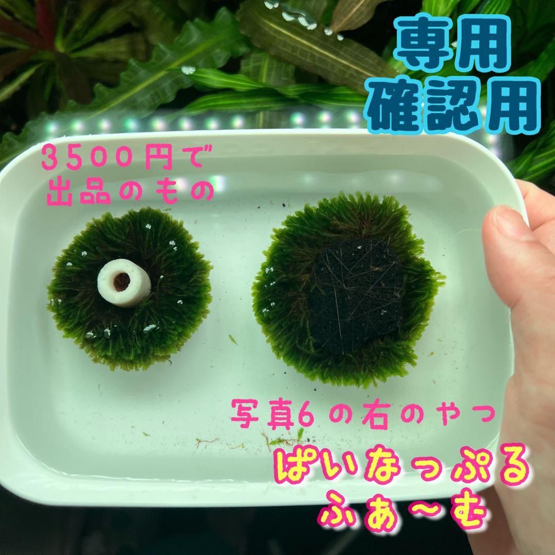 【専用・確認用】ベルベットモス2つ