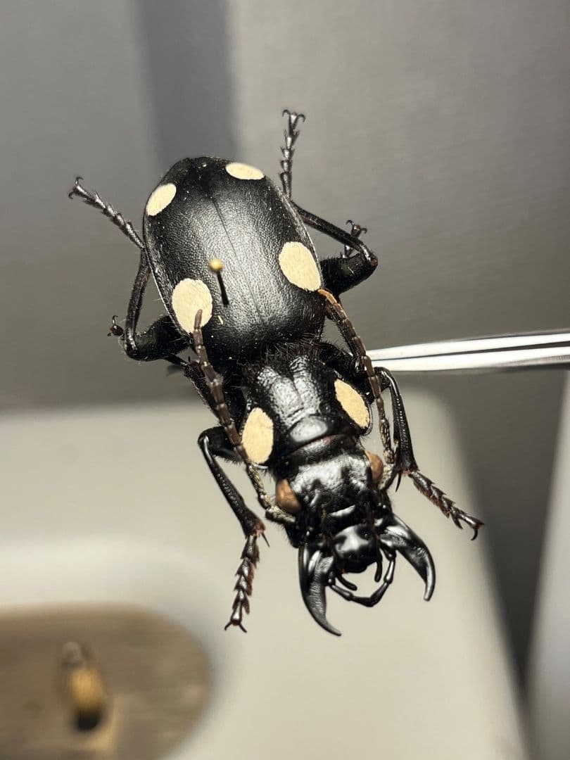 【49mm】シックススポテッドプレデタービートル 標本 レッドローチデュビア