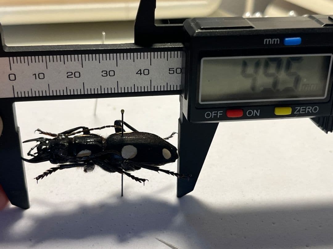 【49mm】シックススポテッドプレデタービートル 標本 レッドローチデュビア