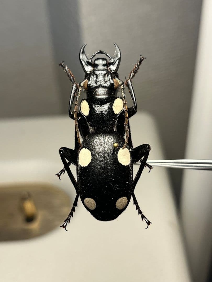 【49mm】シックススポテッドプレデタービートル 標本 レッドローチデュビア