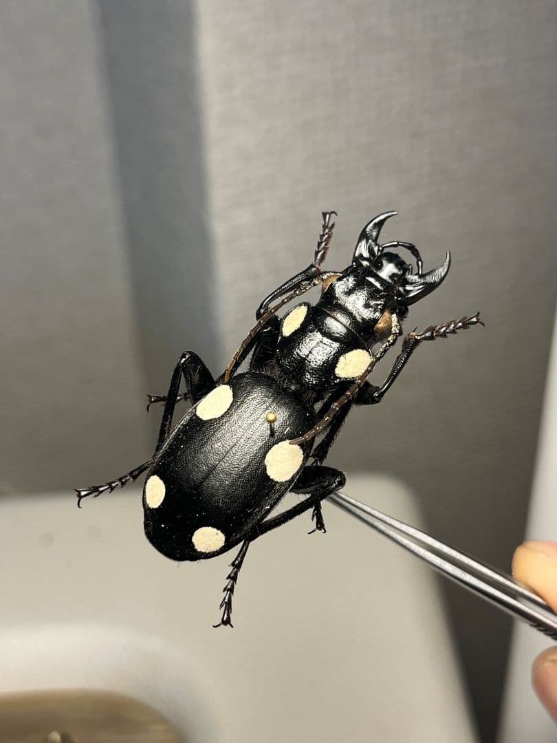 【49mm】シックススポテッドプレデタービートル 標本 レッドローチデュビア