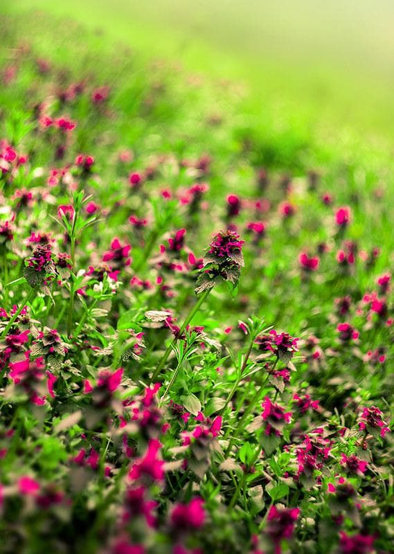 50【希少】Art Photo Group 限定　ヘリオス44-2