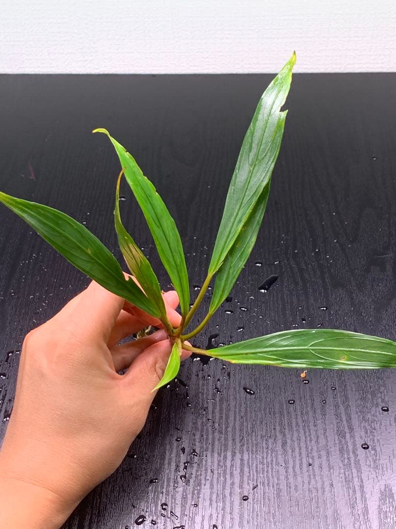 水草 Bucephalandra sp. Gholiat sliver