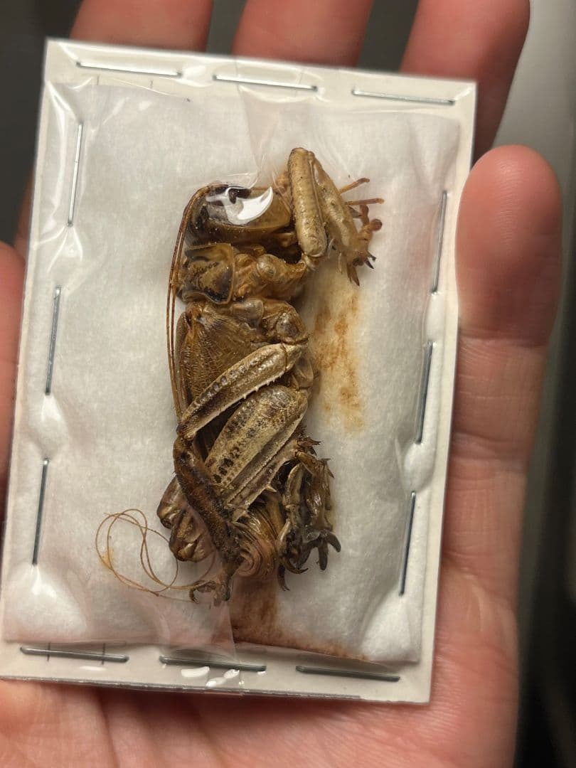 【種小名付】モンストローサマキバネコロギス 昆虫標本バッタ キリギリスコロギス