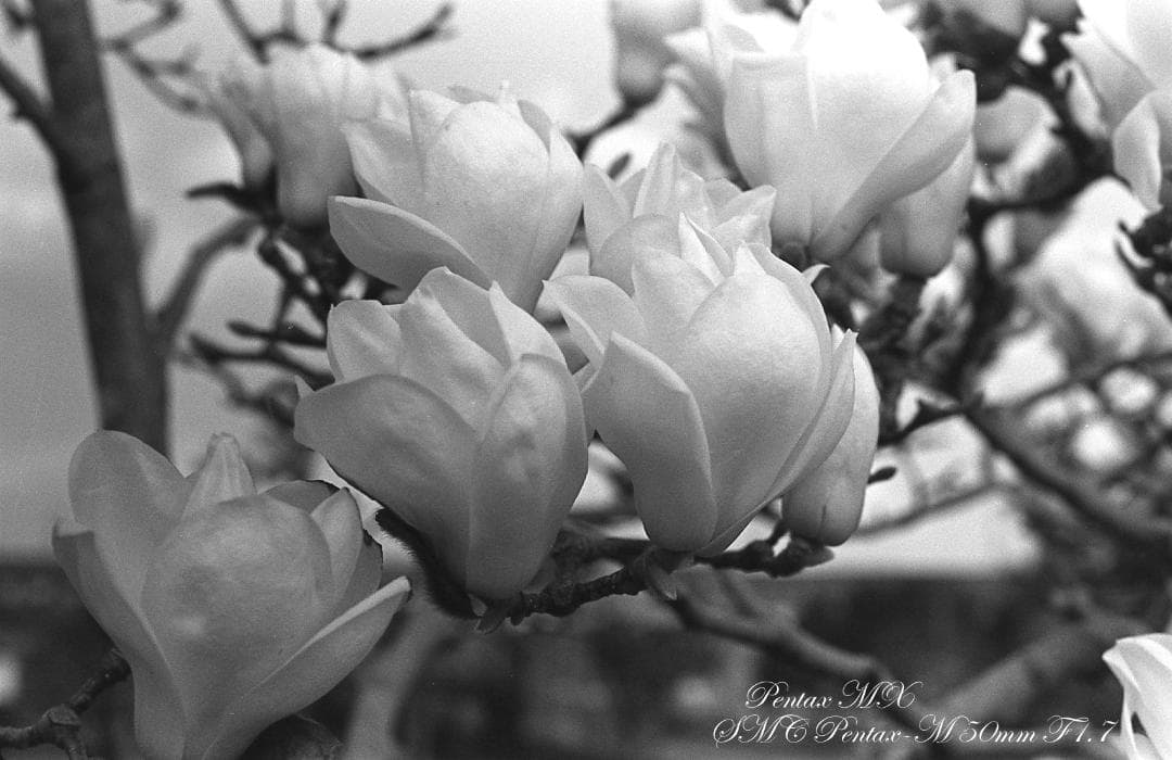 ★整備済完動 PENTAX MX SMC PENTAX-M 50mm F/1.7