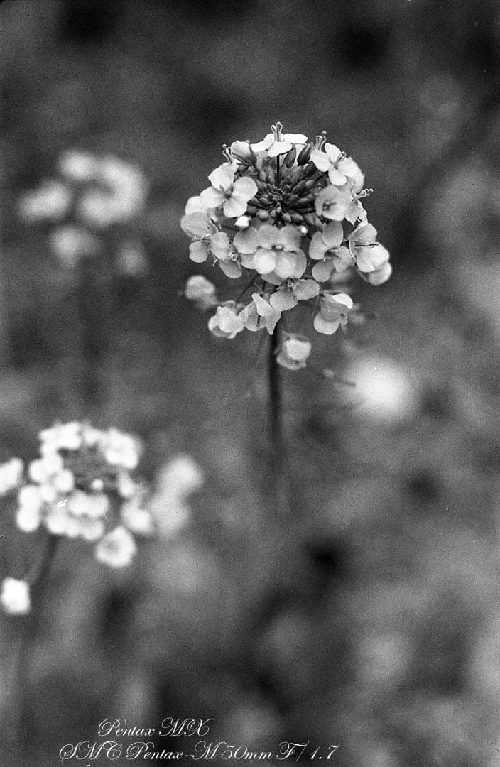 ★整備済完動 PENTAX MX SMC PENTAX-M 50mm F/1.7