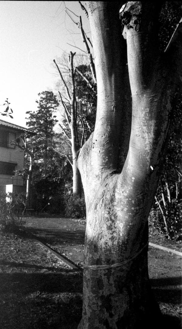 ＜動作＞YASHICA FX-3 2000 フィルム　一眼レフ