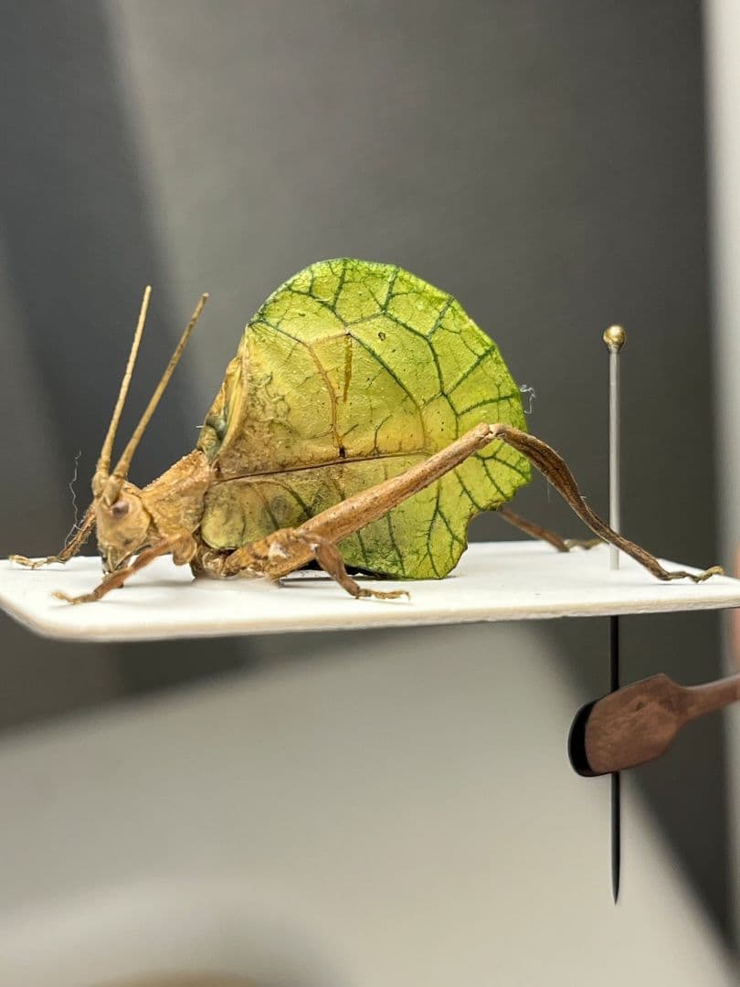 【28mm】葉脈のような透け感が美しいコノハバッタ 標本直翅類コノハムシナナフシ