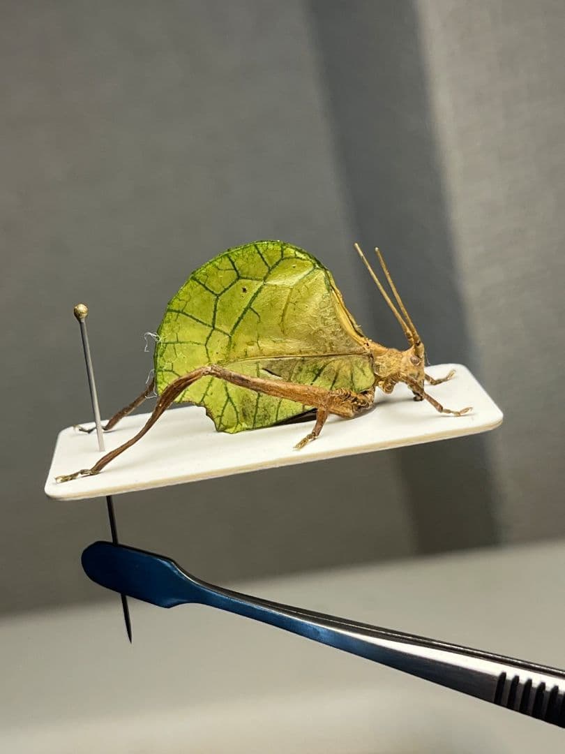 【28mm】葉脈のような透け感が美しいコノハバッタ 標本直翅類コノハムシナナフシ