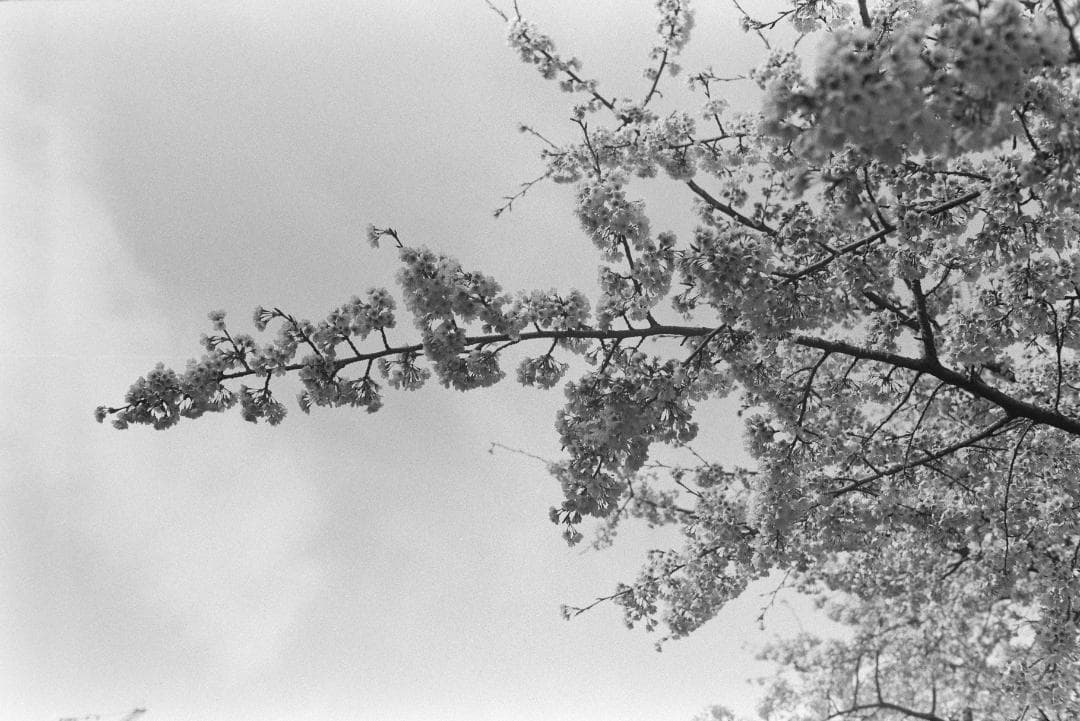 yashica リンクス14
