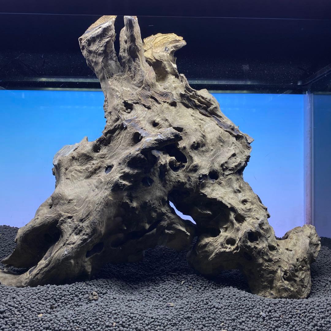MJW-5865 ジンジャーウッド　1点物　天然流木　アクアリウム