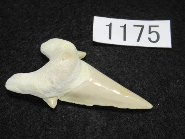 化石 サメの歯 オトドゥス　72mm No.1175