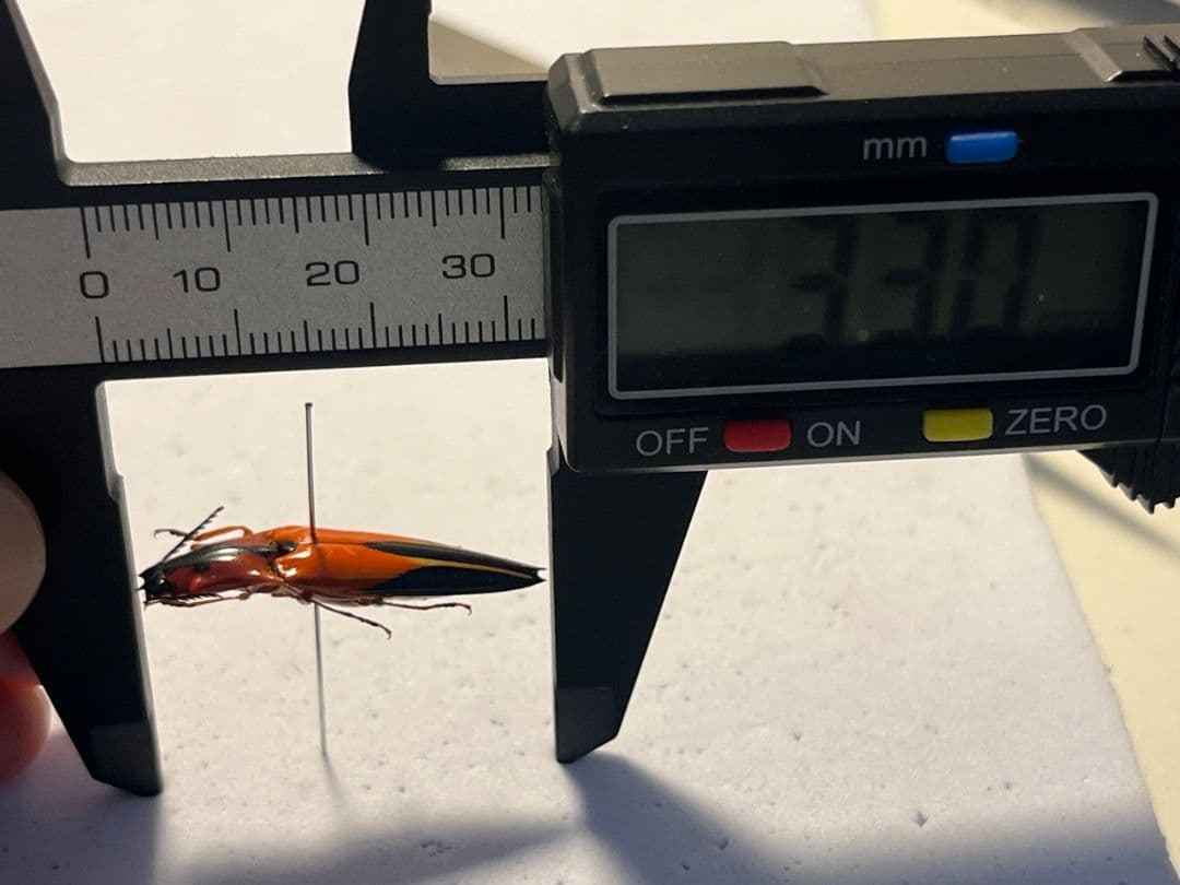 【32mm】フェラーリコメツキムシ アングラトゥスミカドコメツキムシ甲虫昆虫標本