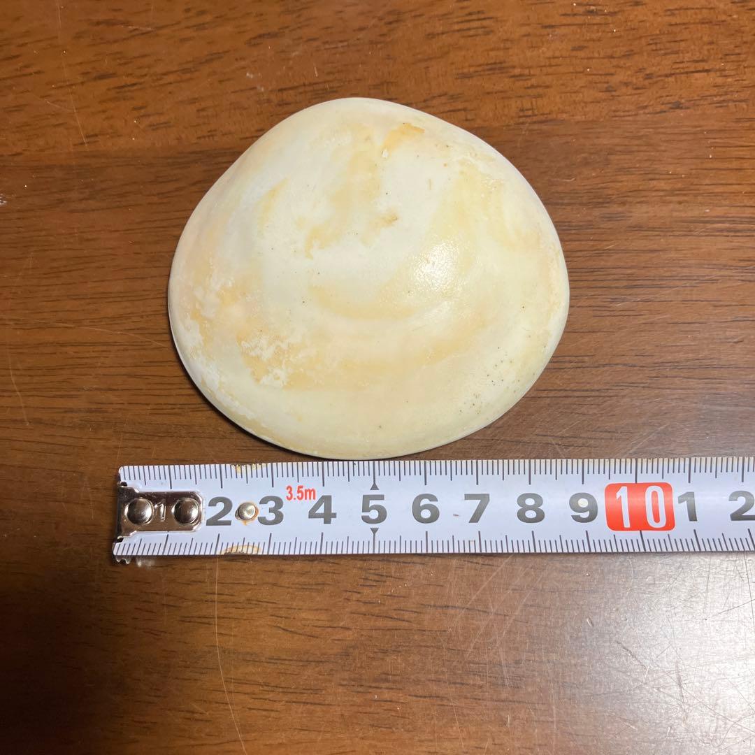 夜光貝　貝殻 螺旋状 緑色と茶色の模様　屋久島産