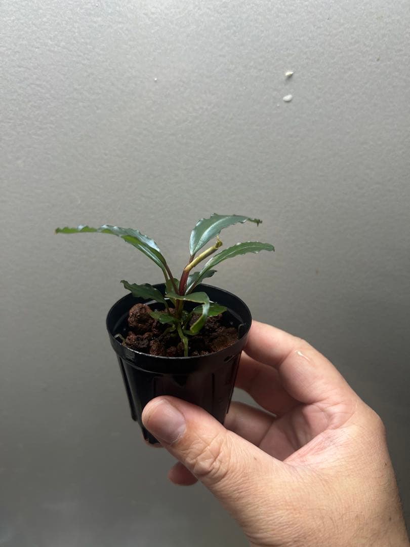 Bucephalandra sp.\"Sekadau Hulu\"LC Chan便